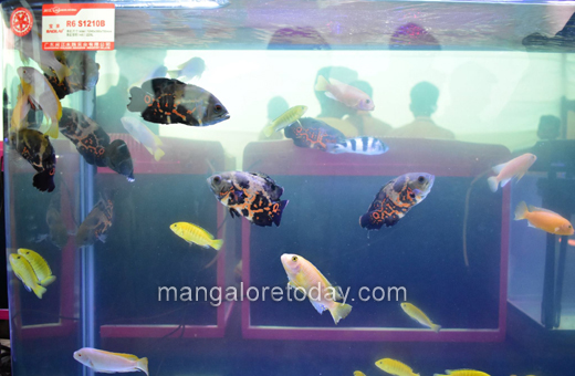 Fish expo at alvas